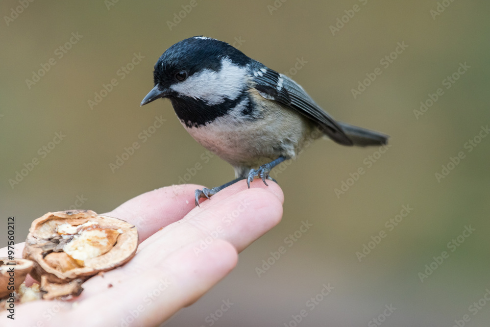 Fototapeta premium Coal tit sitting on a hand. Late November winter nature observing.