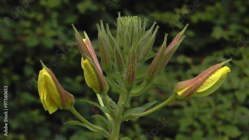 Common evening primrose (Oenothera biennis) opening 4 blooms time lapse closeup photo