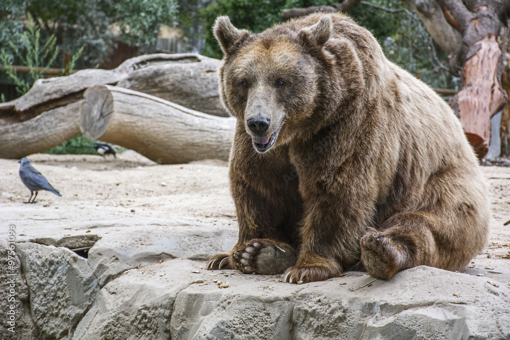 Fototapeta premium The old brown bear is sitting in the forest on his back