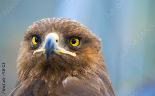 Birds of prey - Captive Aquila pomarina - Lesser Spotted Eagle