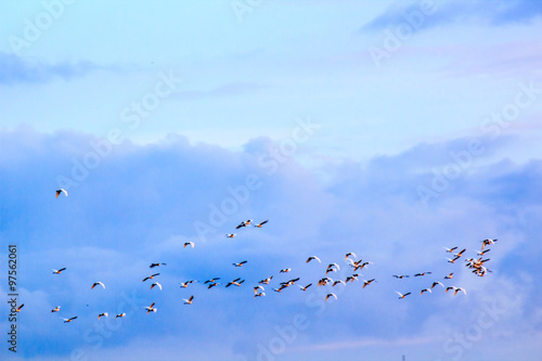 Photography Flock of birds in the blue sky with clouds