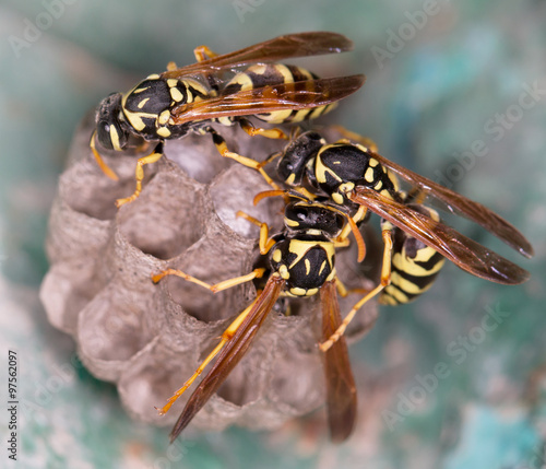 wasp macro © studybos