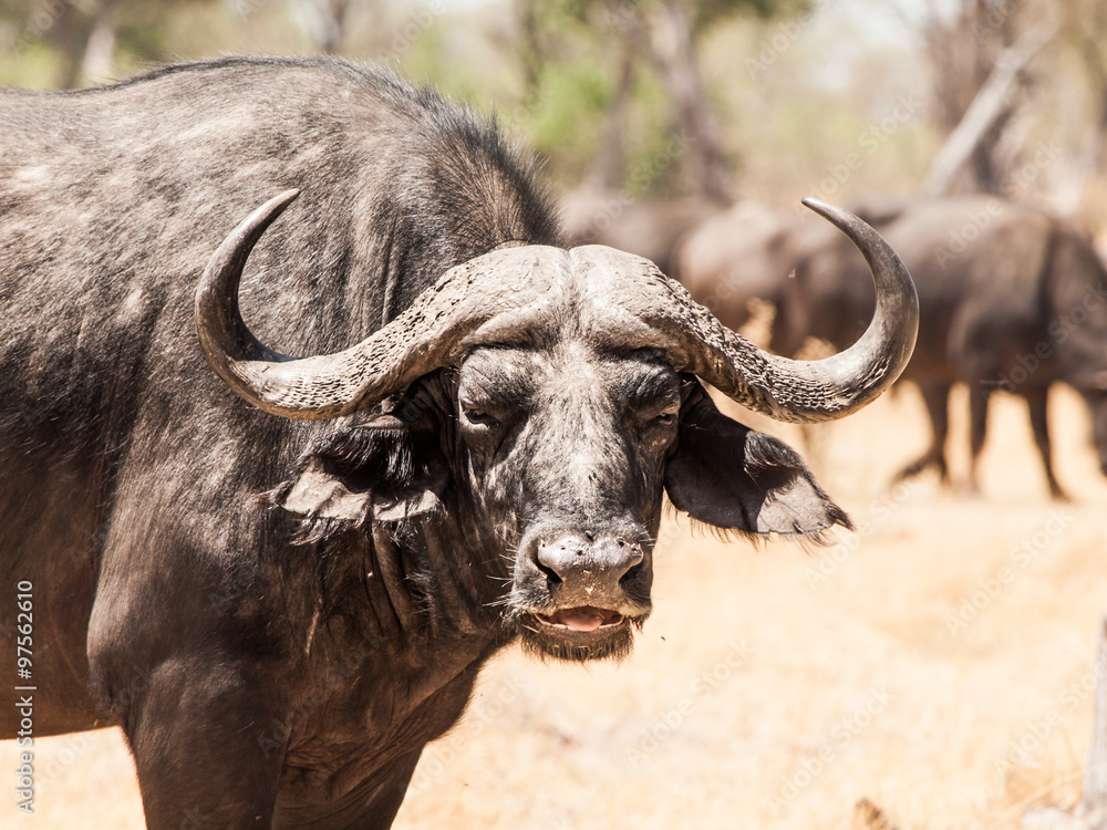 Obraz premium African buffalo front view