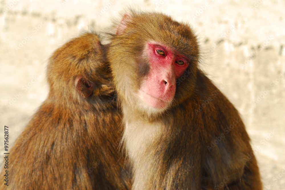 淡路島モンキーパークの猿
