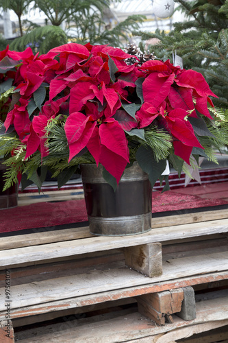 Red Christmas Poinsettia in Container