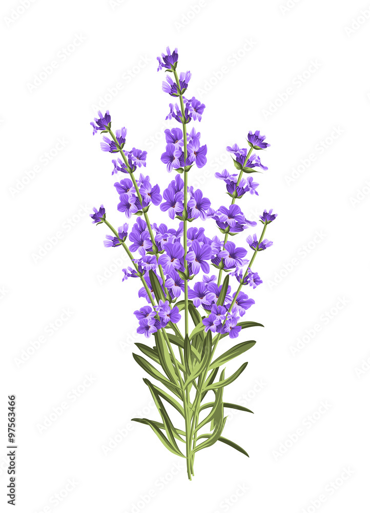 Bunch of lavender flowers on a white background Bunch of lavender flowers on a white background