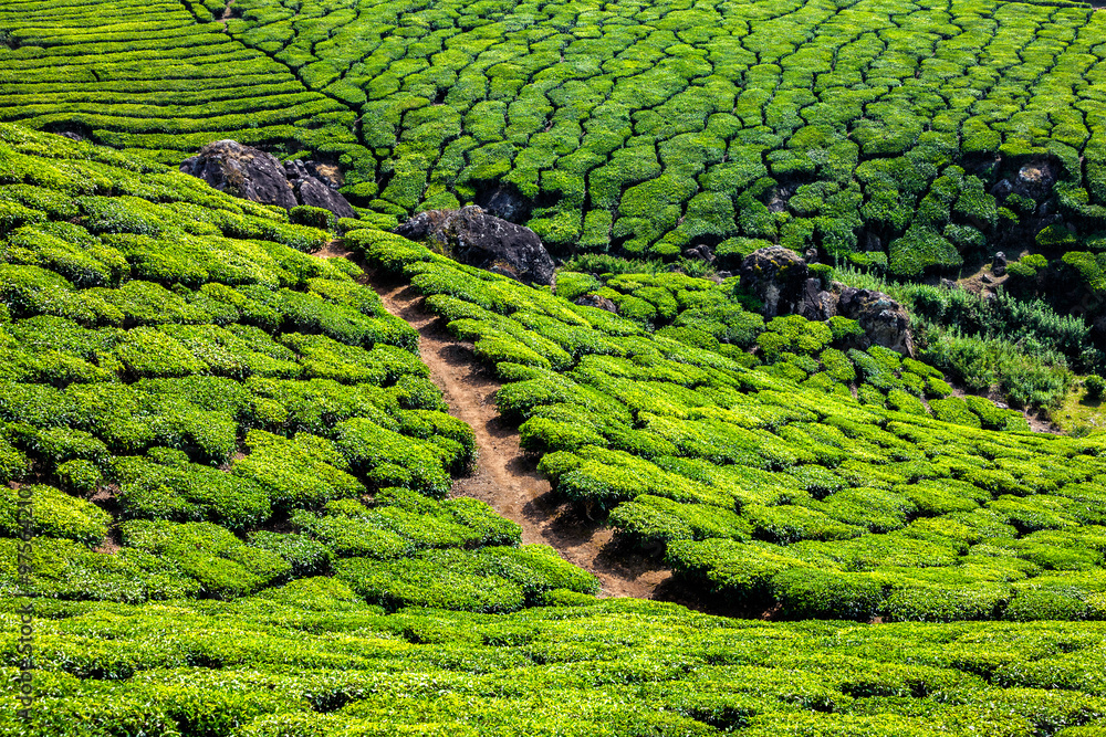 Green tea plantations in Munnar, Kerala, India Green tea plantations in Munnar, Kerala, India