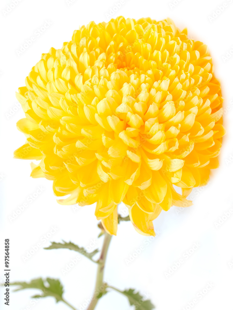 yellow chrysanthemum on a white background Stock Photo | Adobe Stock