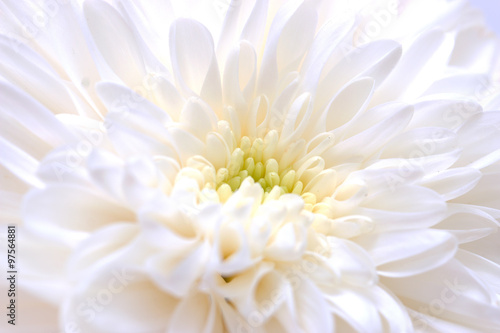 white chrysanthemum as background © studybos