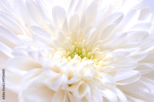 white chrysanthemum as background