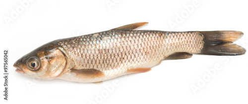 small fish on a white background