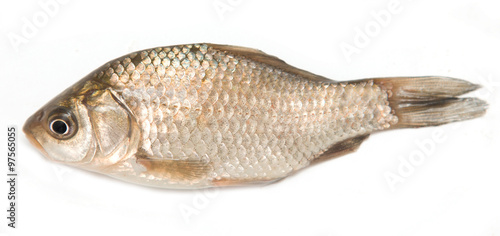 Fototapeta Naklejka Na Ścianę i Meble -  small fish on a white background