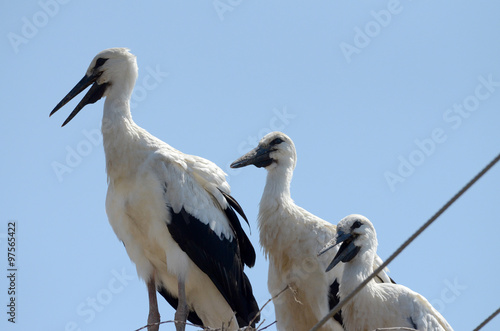 Stork famllly in the nest