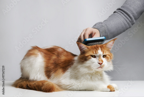 The woman combs a dozing cat's fur. © fserega