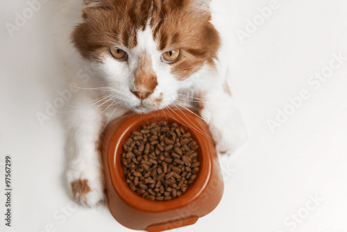 cat eating food