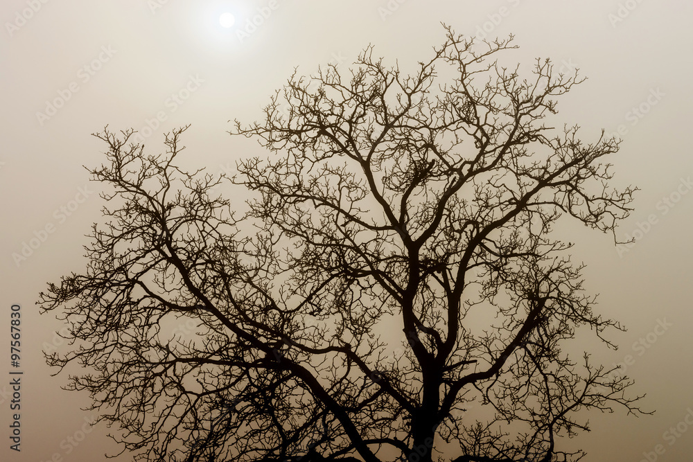 Winter tree silhouette in great fog Winter tree silhouette in great fog