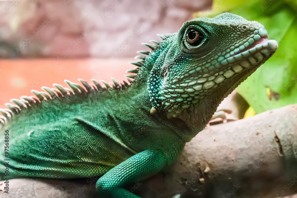 lizard on bruch in terrarium