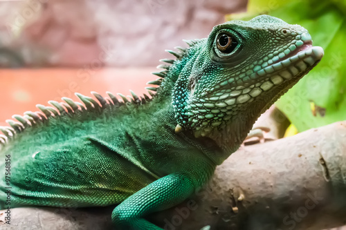 lizard on bruch in terrarium © Ievgen Skrypko