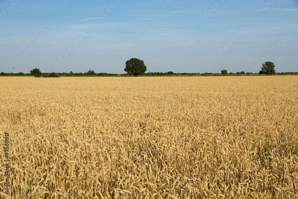 Campos de Cereales  y Horizonte Verde con Arboles - Paisaje soleado con plantacion o cultivo de cereales y trigales en verano. Horizonte verde con algun arbol