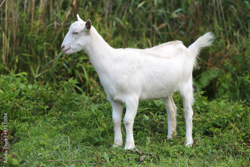 White baby goat grazing on a green meadow
