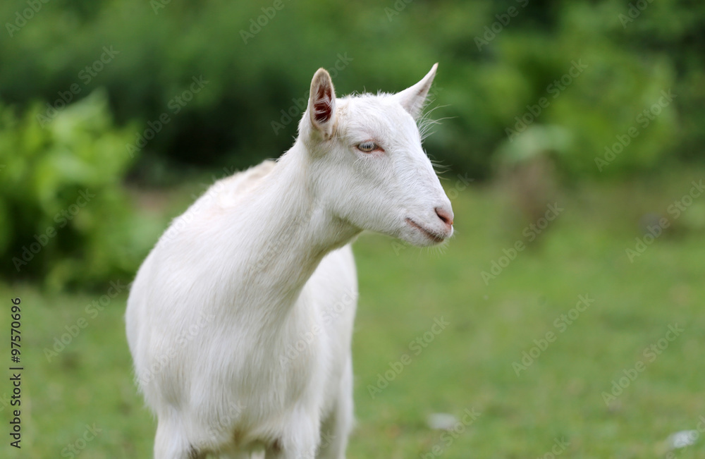 White domestic goat grazing on pasture summertime White domestic goat grazing on pasture summertime