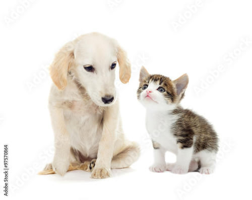 kitten and puppy looking
