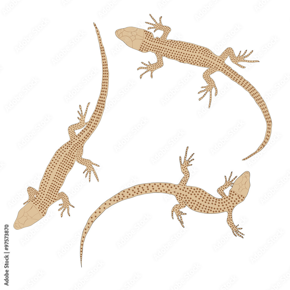 Fototapeta premium Three lizards with a long tail. Top view.