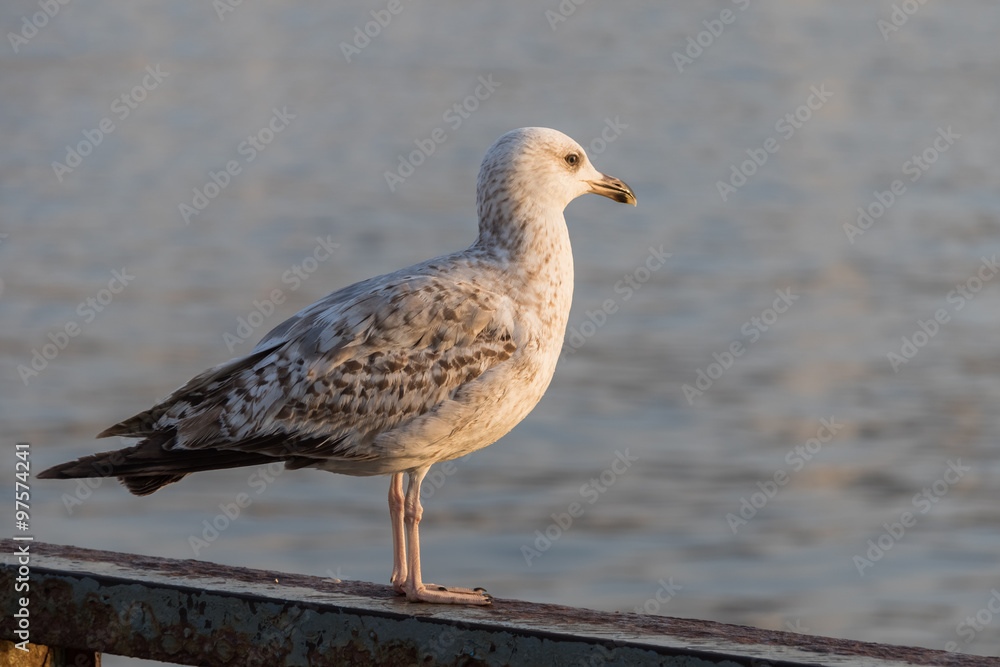 Seagull against a background of water. It stands on the parapet
