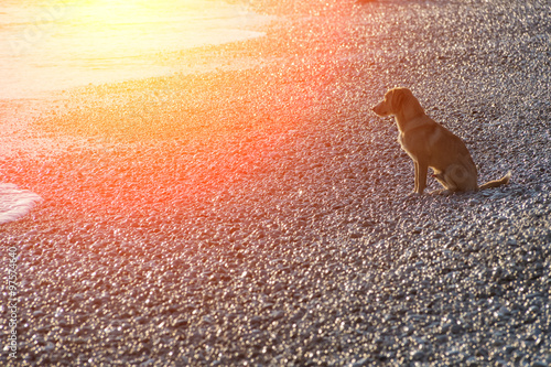 Big dog on the rocky seashore photo