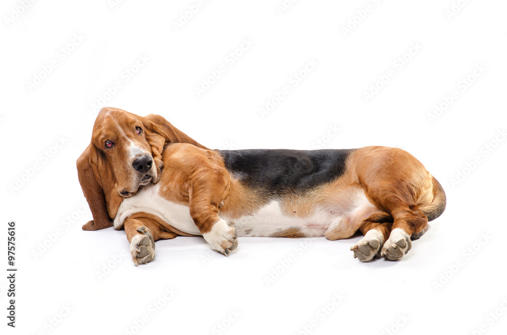 Happy dog Basset Hound isolated on the white background