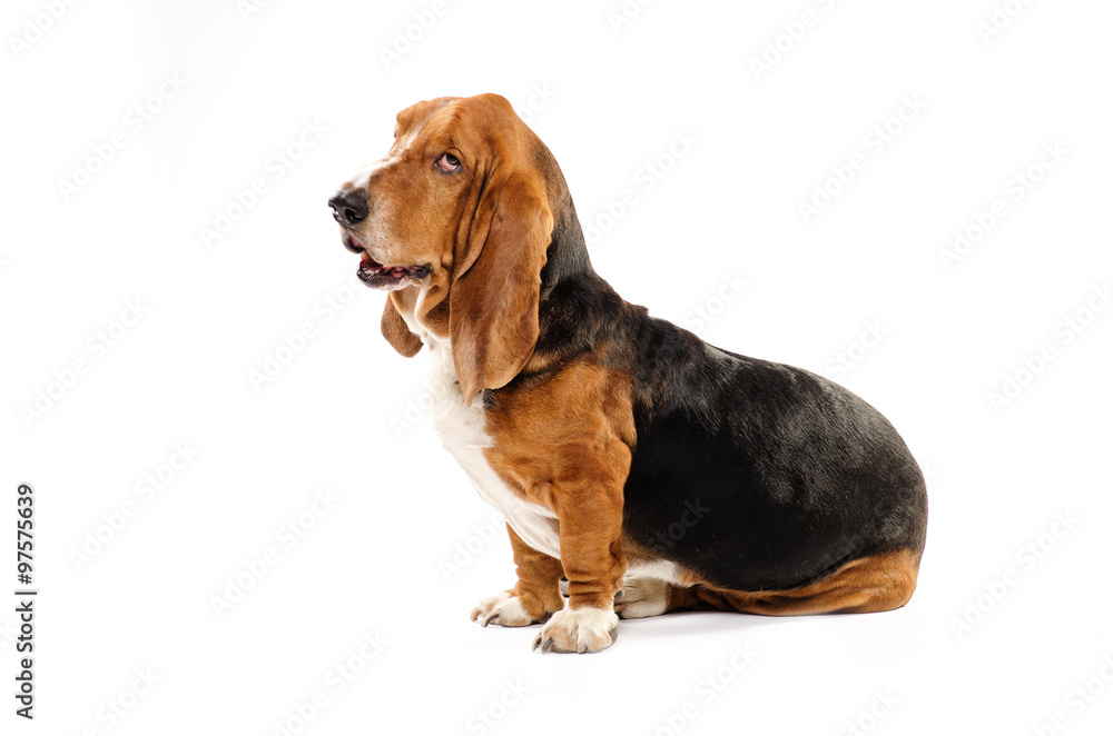 Basset Hound dog sitting on the white background and looking to the side