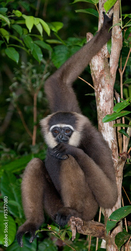 Gibbon sitting on the tree. Indonesia. The island of Kalimantan (Borneo). An excellent illustration.