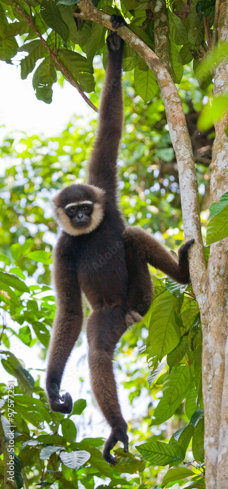 Gibbon sitting on the tree. Indonesia. The island of Kalimantan (Borneo). An excellent illustration. Gibbon sitting on the tree. Indonesia. The island of Kalimantan (Borneo). An excellent illustration.