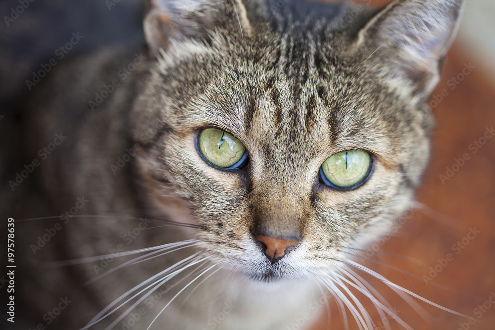 Close-up on a common European cat with green eyes and grey fur.