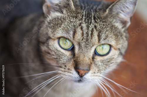 Close-up on a common European cat with green eyes and grey fur.