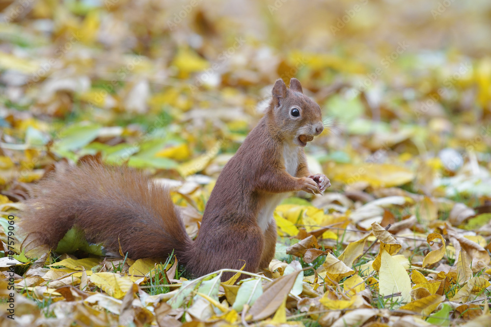 Red squirrel with nut in autumn Red squirrel with nut in autumn