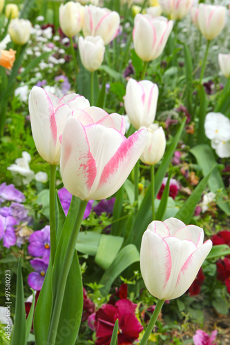 Fototapeta Naklejka Na Ścianę i Meble -  Tulipes blanches et roses