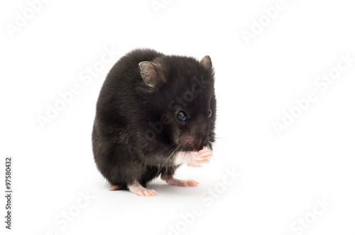 black hamster