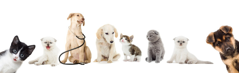 kitten and puppy looking