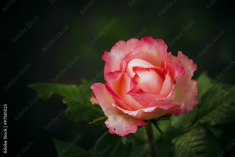 lovely garden pink rose on blurred green background, soft select