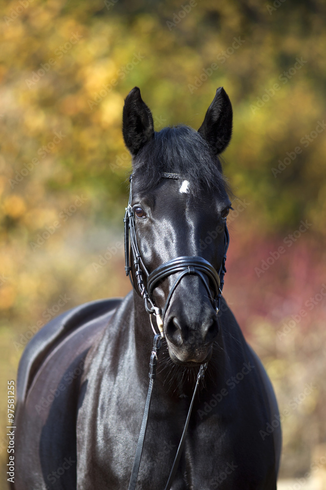 Obraz premium black horse portrait outside with colorful autumn leaves in background