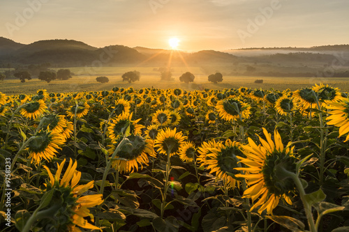 Sunflower plantation at sunrise