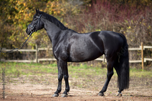 black horse portrait outside with colorful autumn leaves in background