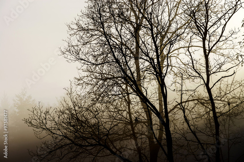 Winter tree silhouette in great fog