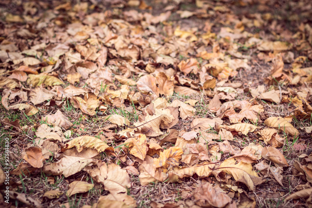 Dry leaf on floor 