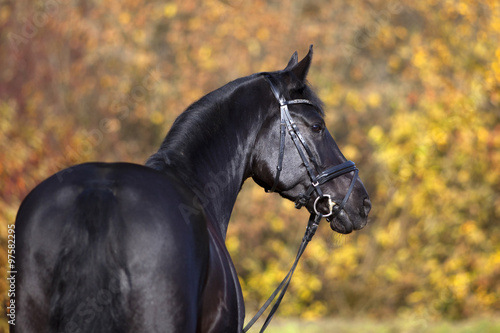 black horse portrait outside with colorful autumn leaves in background #97582295