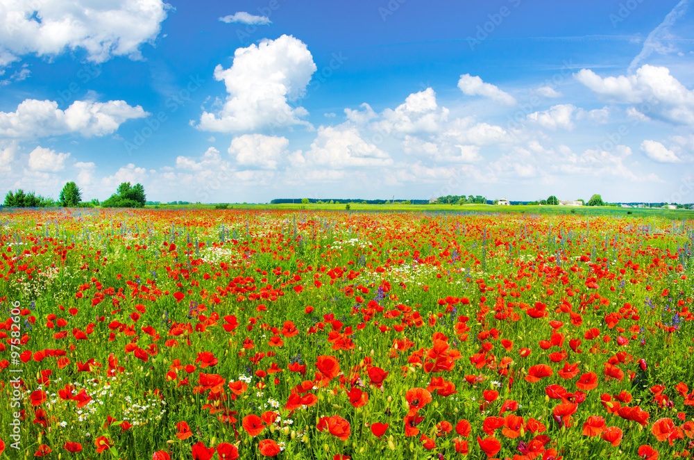 Beautiful poppy field