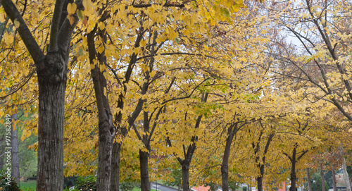 Colorful foliage in the autumn