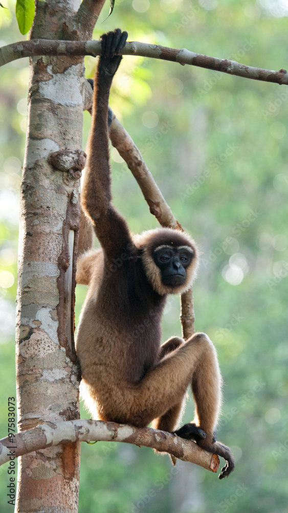 Naklejka premium Gibbon sitting on the tree. Indonesia. The island of Kalimantan (Borneo). An excellent illustration.