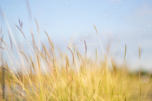 Blurred yellow grass background